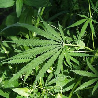 Taking a Hit with Dr. Staci Gruber and Ricky Williams