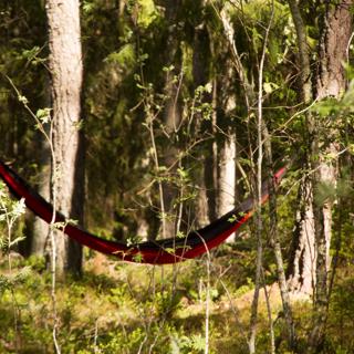Kristi Himmelsfärdsmorgon i P1: Må bra i naturen