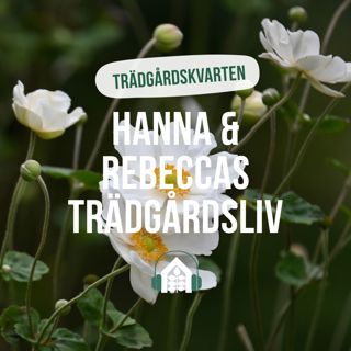 Avsnitt 176 – Trädgårdskvarten - Höstanemoner
