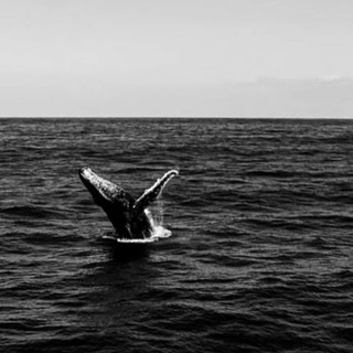 Episode 354: The Wreck of the Essex