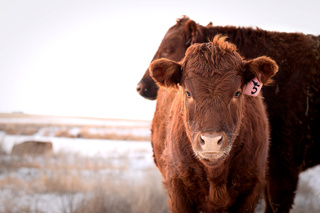 Ep. 170 Temple Grandin on Living More Sustainably in the New Year