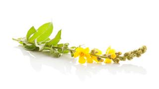 Ep. 89 Heirlooms and Herbals: Mullein
