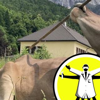 Cracking cancer's code, and the cow that scratches its back