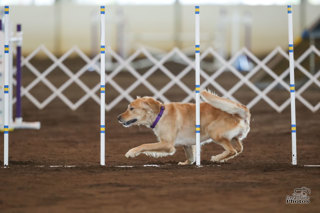 162: Why Does My Dog Run Slower at the Trial?