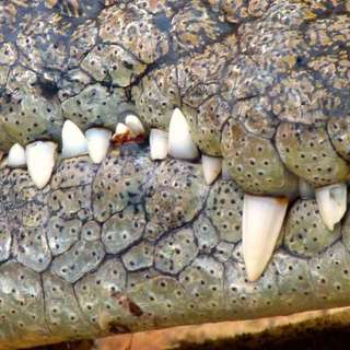 Shit That Will Kill You Down Under - Crocs - Part 1 of 4