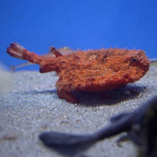 Facts: The Starry Handfish (Minipizza Batfish)