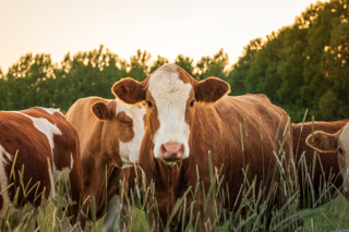 Ep. 177 Navigate New Antibiotics Guidelines with Veterinary-Client-Patient Relationship