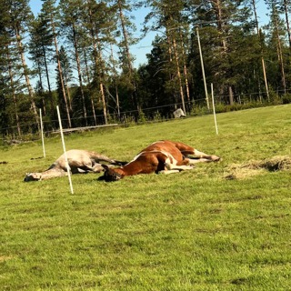 Gubben Med Hatten #36 - 🎙️ Snabbspåret till stress – den osynliga utbildningsskulden