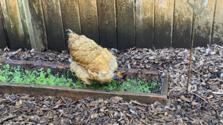 Audio Article: City Chickens