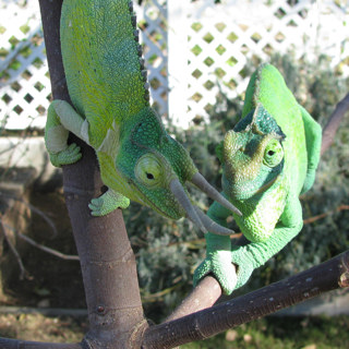 107: Keeping Chameleons Together