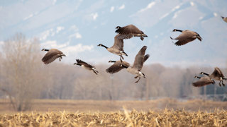 Ep. 73 Waterfowl Conservation