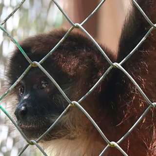 OpenAI Offers Unlimited Sora Access, AI Study Explores Spider Monkeys, Apple Nears $4 Trillion Milestone, FTC Targets AI-Generated Reviews, and more...