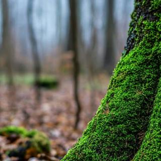 😴🍂🎵 Listen to the MUSIC and Feel the FOREST for Guaranteed SLEEP
