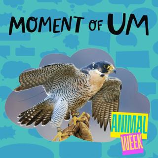 How did the peregrine falcon get its name?