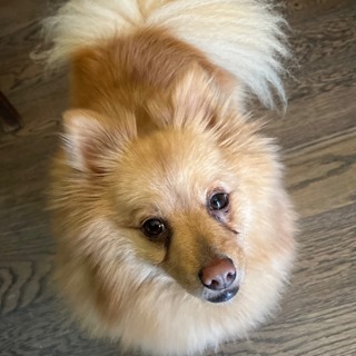 Ep130: What Happens When You Almost Lose Your Soul Dog?