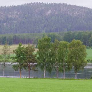 Hoppande lax och jagande växter