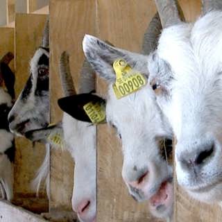 Djuren och vi 2: Makt präglar vår relation till djuren