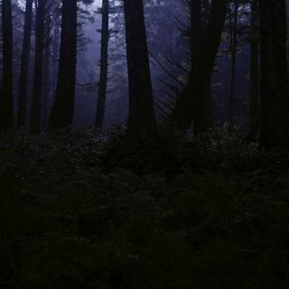 😴🍂🎵 Harmonious MUSIC and Forest SOUNDS: The Antidote to STRESS