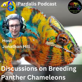 Discussions on Breeding Panther Chameleons