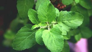 Ep. 112 Herbal Health
