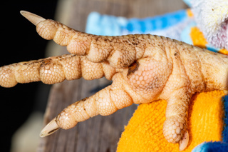 Ep. 111 – Treating Splay Leg and Bumblefoot