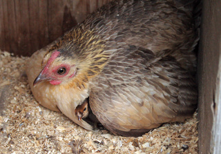 Ep. 146 Chick and Chicken Injuries