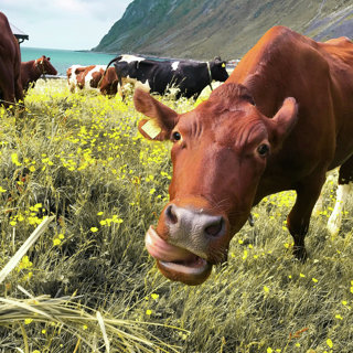 Are Cow Burps Hurting the Environment? 