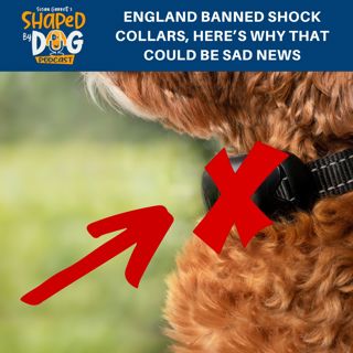 England Banned Shock Collars, Here's Why That Could Be Sad News #214