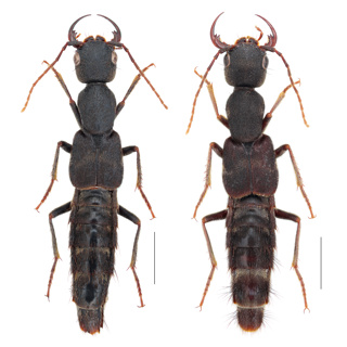 A Genus and Two New Species of Staphylinids with Fang-Shuo Hu