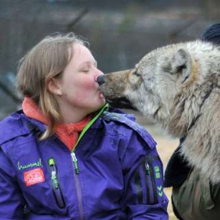Tett på ulvene: Sosialisering på Langedrag