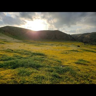 "Superblooms" are relicts & understanding Invasive Species