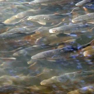 Mörtarna möts i Verkmyraån