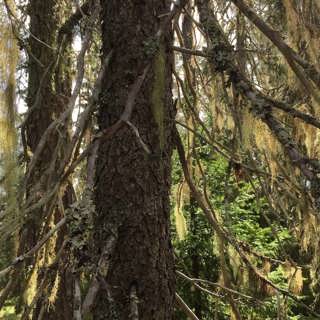 Barkplattbaggen i Långrumpskogen och en tur till Kairo