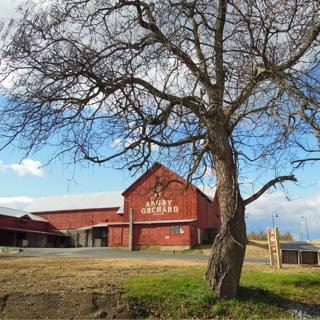 009: Ryan Burk | Angry Orchard, New York