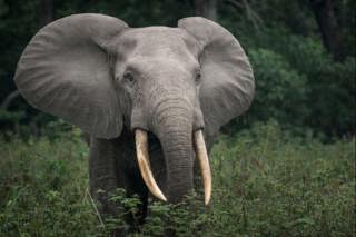 The Elephant We Nearly Lost: Africa’s Forgotten Forest Giant