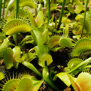 Ep 68: Carnivorous Plants with Peter D' Amato