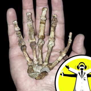 Australopithecus Sediba Special