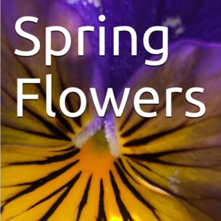 Spring Flowers Volume 122 Blissfully by Daniel Lucas