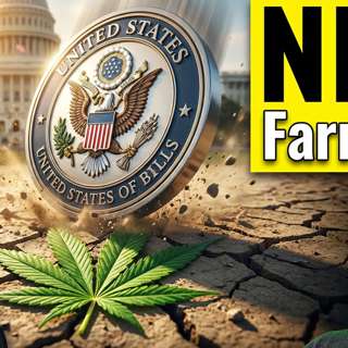 Hemp Businesses Are About to Get Crushed | Here's the Reality