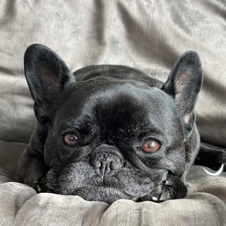 What if our animals could tell us when they're ready to go?