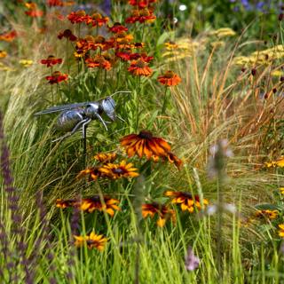 Pollinators at RHS Badminton, Elms at RHS Sandringham, and Edimentals