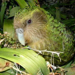 Podquisition 362: The Saddest Animals