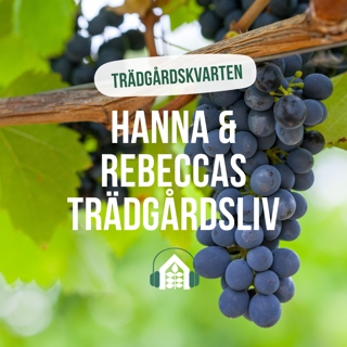 Avsnitt 174 – Trädgårdskvarten - Vindruvor