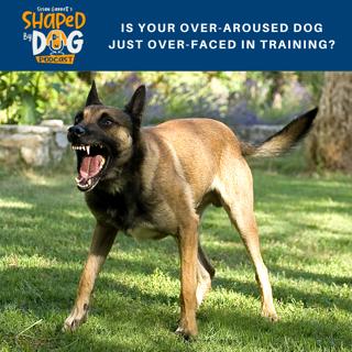 Is Your Over-Aroused Dog Just Over-Faced In Training? #110