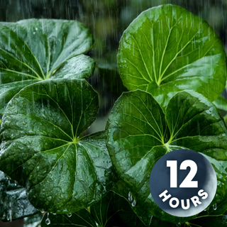 Need Tinnitus Relief? Try This Powerful Thunderstorm Sound | 12 Hours