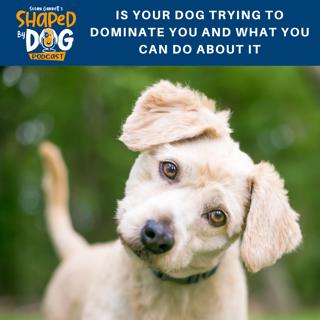 Is Your Dog Trying to Dominate You and What You Can Do About It #46