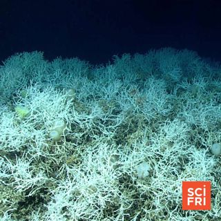 Syphilis Cases Up 80% Since 2018 | The Largest Deep-Sea Coral Reef In The World