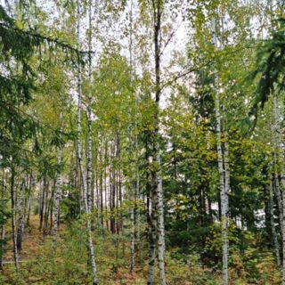 Skogsfredag #132 - Vedboom med bra lönsamhet och ny såg från Husqvarna