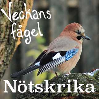 Nötskrika