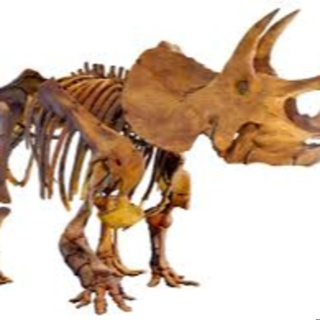 episode #6 the triceratops the dinosaur podcast